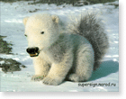 adobe photoshop, фотоприколы животные, фотомонтаж, немного странный медвежонок или белый медвеже-лошадиный белкохвост )) (1024/768)
