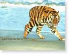 adobe photoshop, фотоприколы животные, фотомонтаж, обои рабочий стол тигр, укороченный, трехногий просто тигр )) (1024/768)