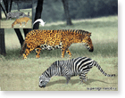 adobe photoshop , обои для рабочего стола , зеброидный ягуар и ягуаровая зебра..))